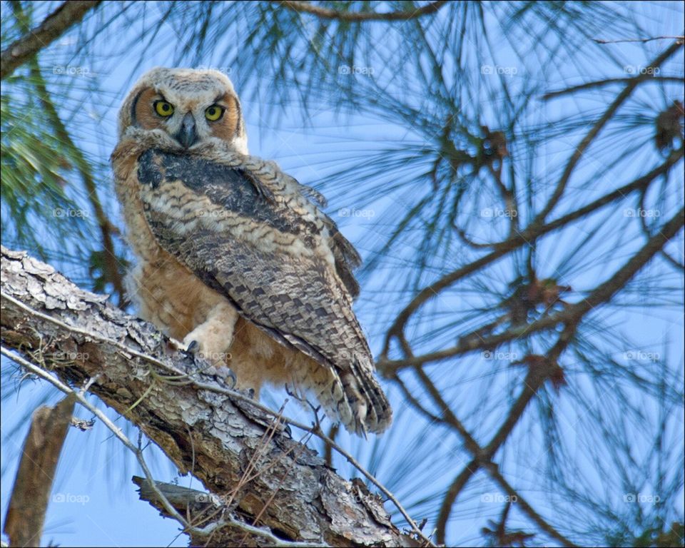 Gorgeous Great Horned Owlet relaxing before the nightly hunt with his parents.