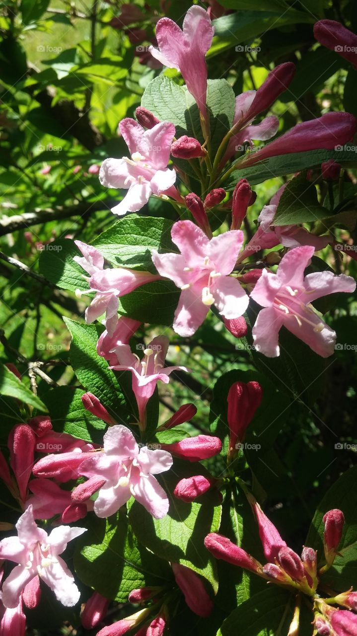 flowers . blooms