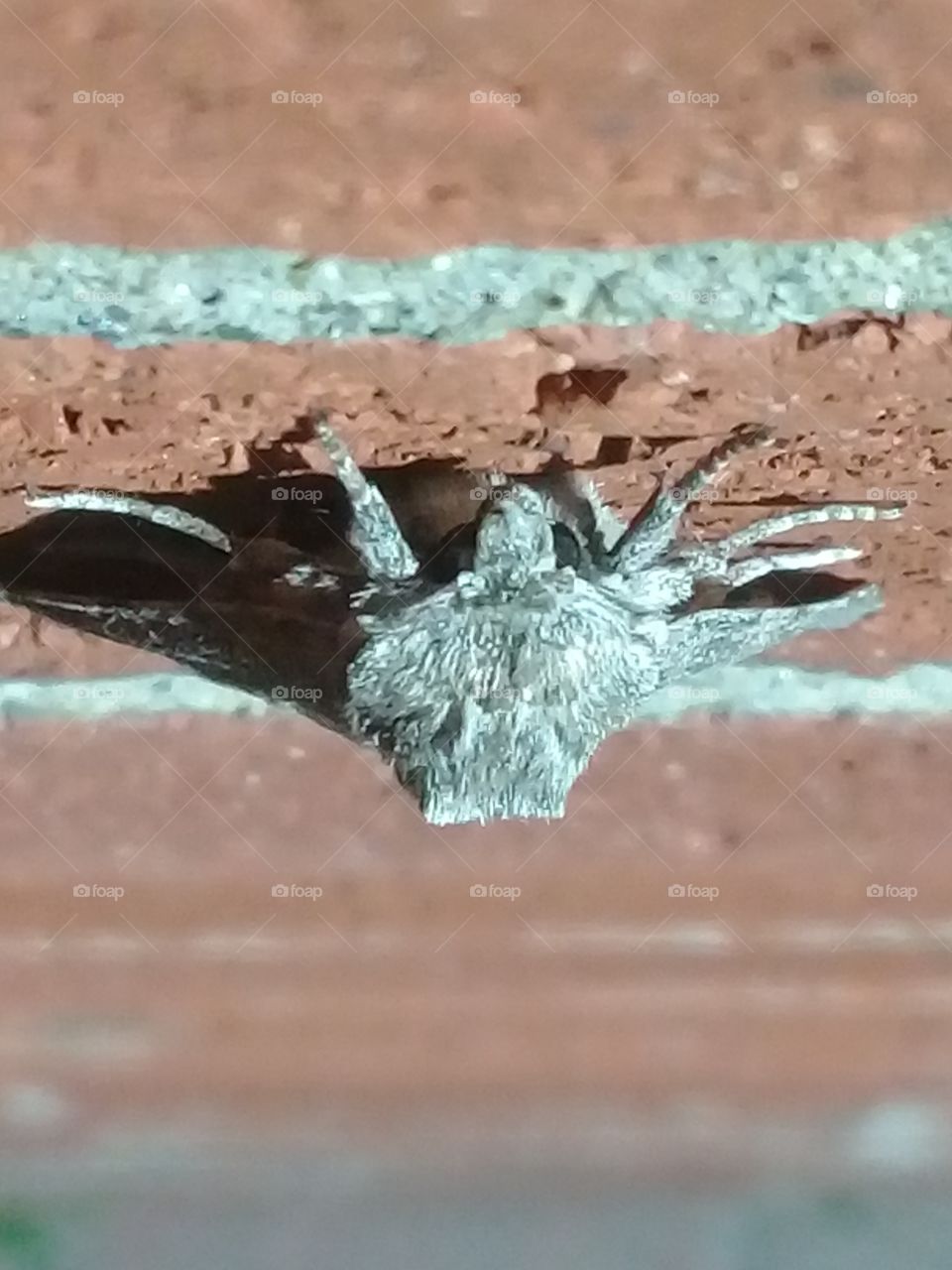 moth head