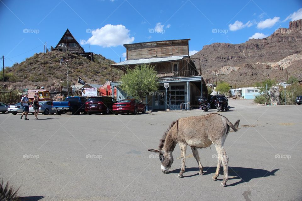 Oatman Arizona 