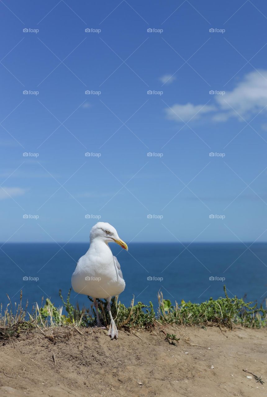 One posing seagull looking at the camera stands in front with outstretched paw on top of a mountain overlooking the north sea and a clear blue sky with white clouds in Normandy France, close-up side view.