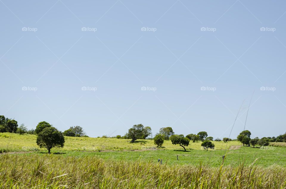 Grassy Landscape