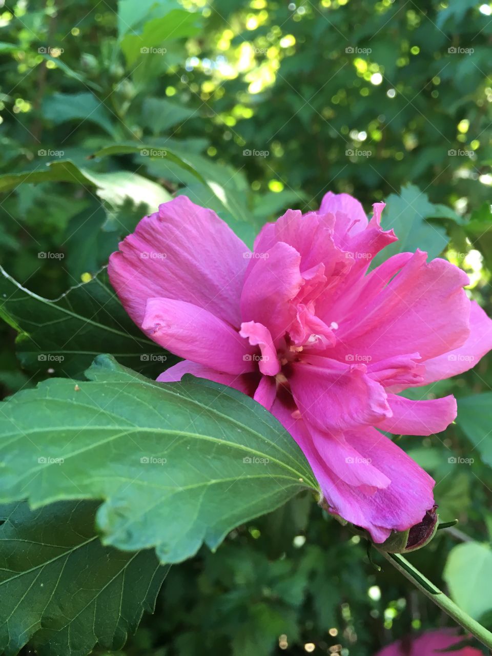 Dallas Arboretum