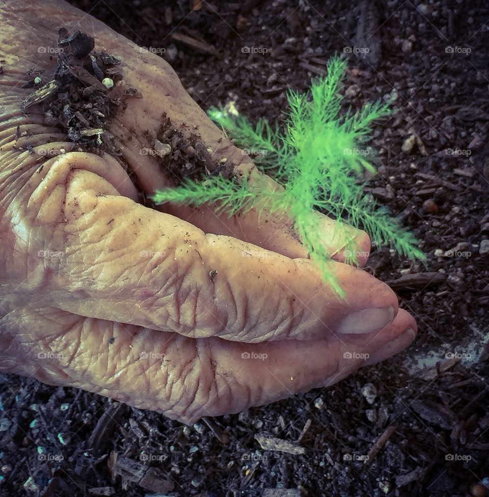 Hands with seedling 