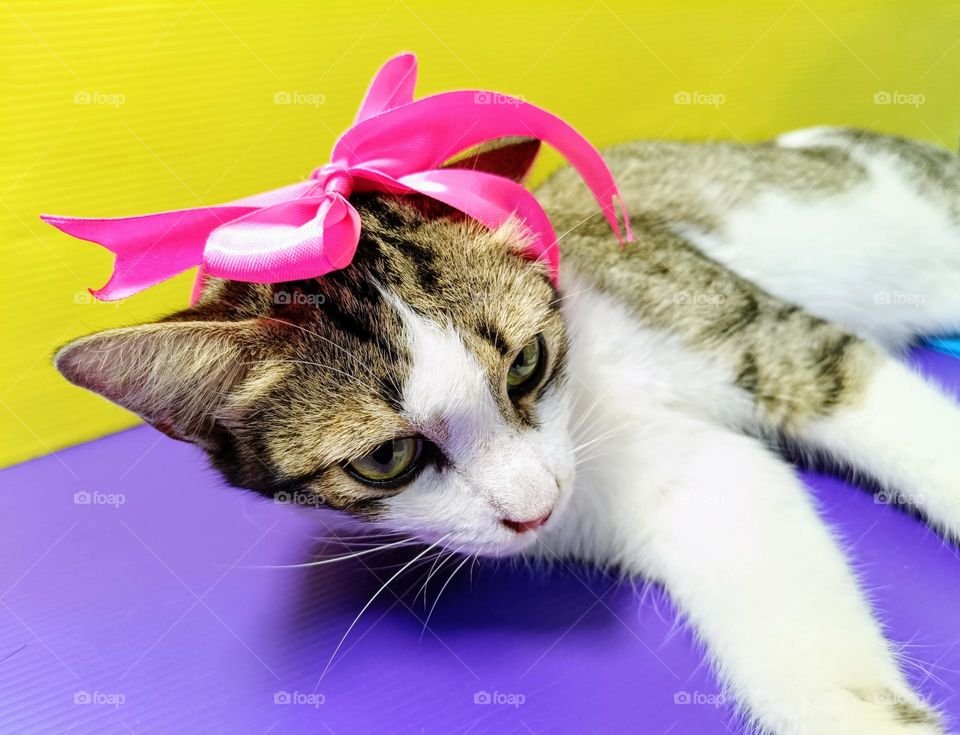 A cat with pink ribbon bow on purple and yellow background.