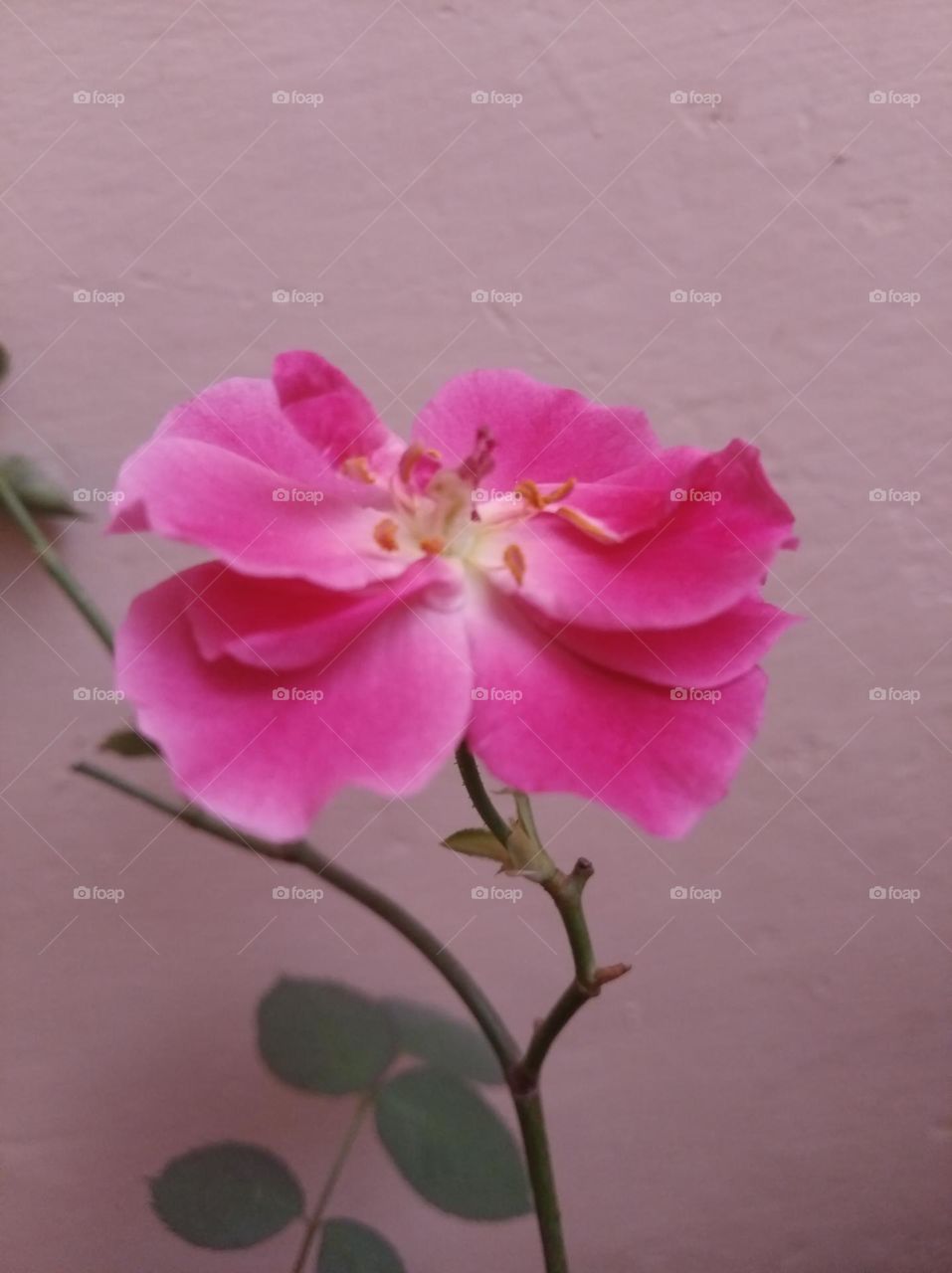 rose desi flower, pink colour looks very beautiful generally found everywhere