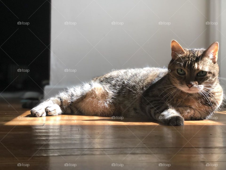 Cat Basking in the Sun