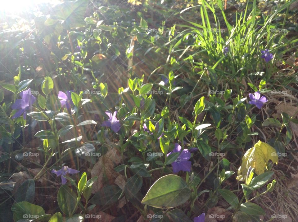 Periwinkle flowers add colour to a small hillside.