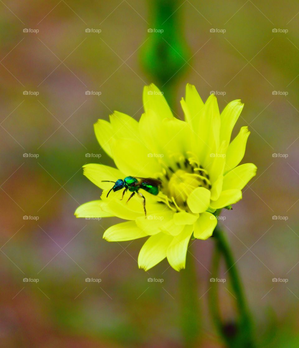 Green orchid bee on a dandelion 