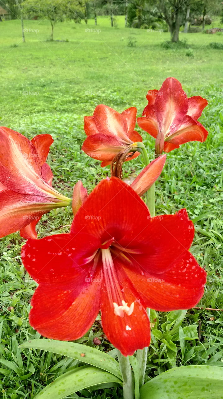 NABII, TATIZO LA KUFUKA BONYEZA, DUNIANI ZAIDI, MIWILI, GARDEN, Hippeastrum papilio (Ravenna).