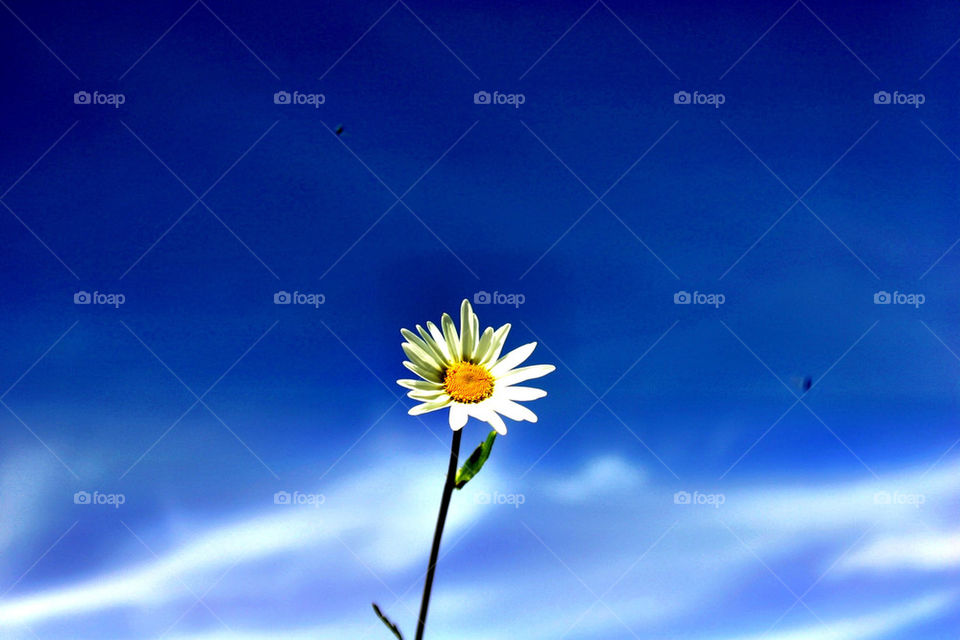 Single flower against blue sky