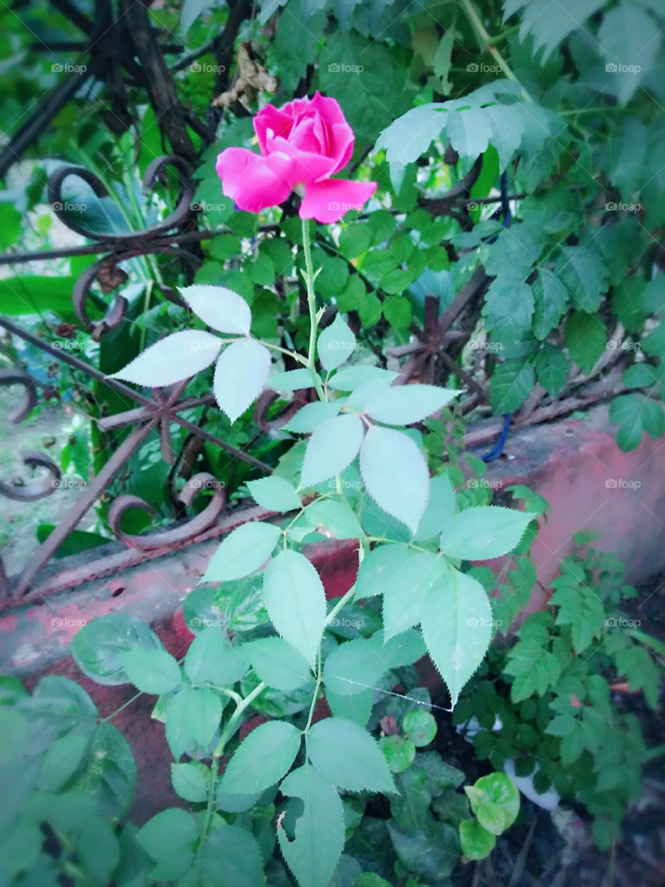 rose