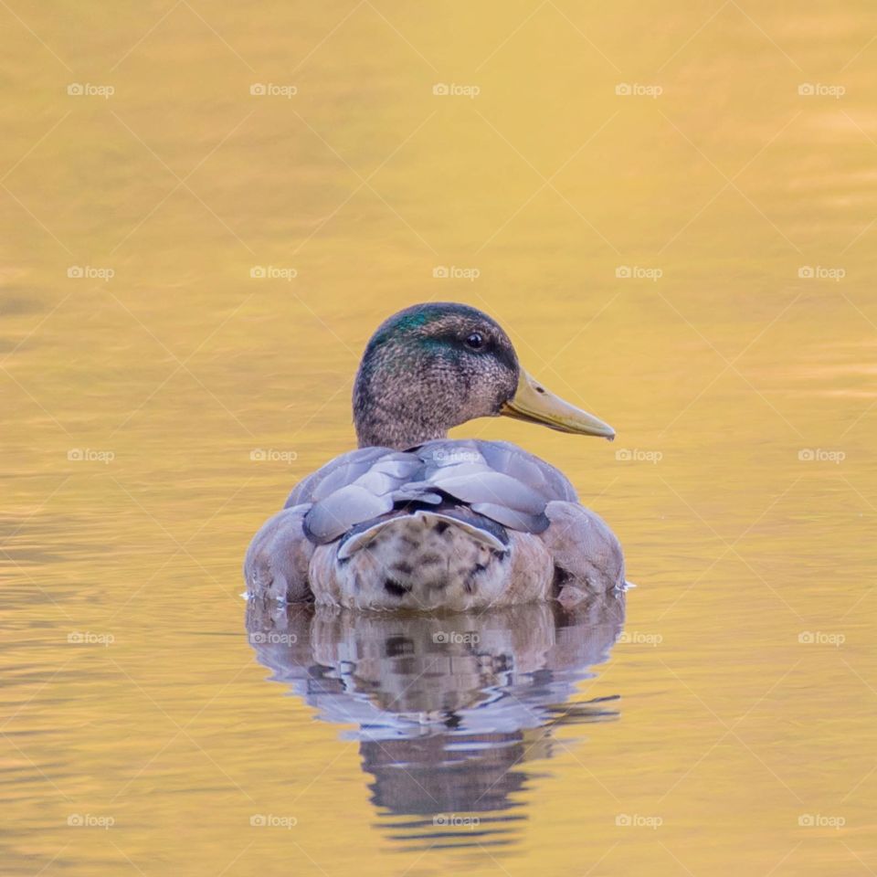 Duck on the river at sunrise