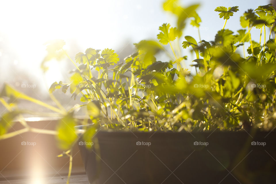 Nature, Flower, Flora, Desktop, Summer