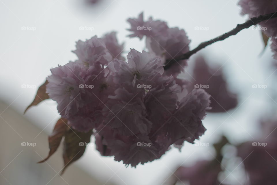 Sakura, Ukraine, Uzhhorod