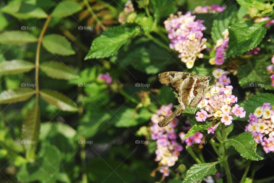 a brown moth on the rose flowers in the garden