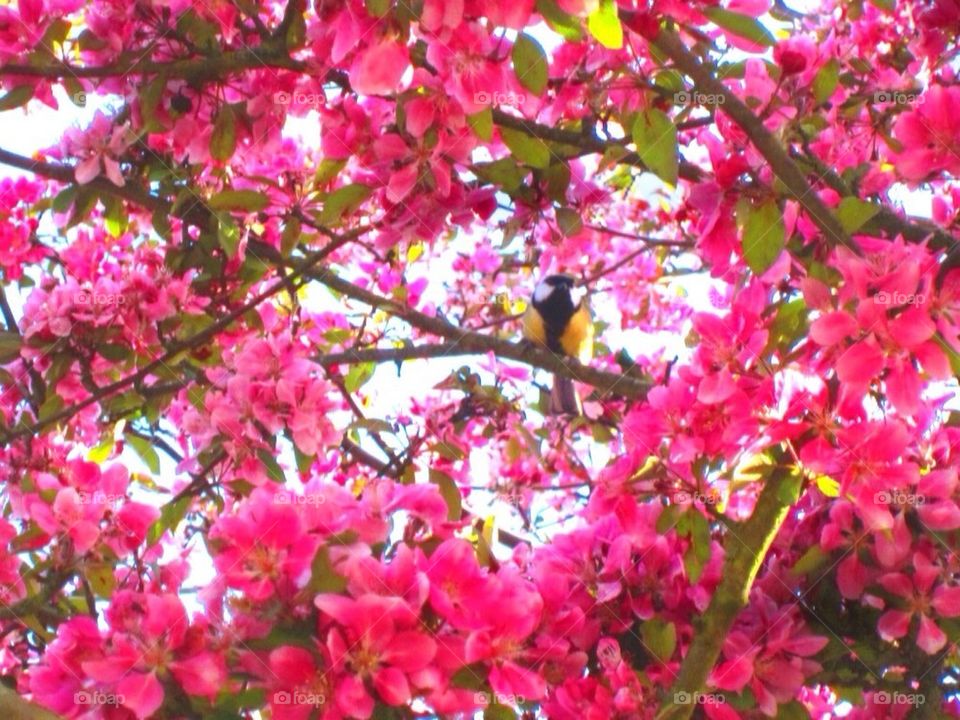 flowers nature pink flower by jaffarali