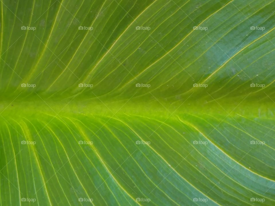 Green Leaf Veins