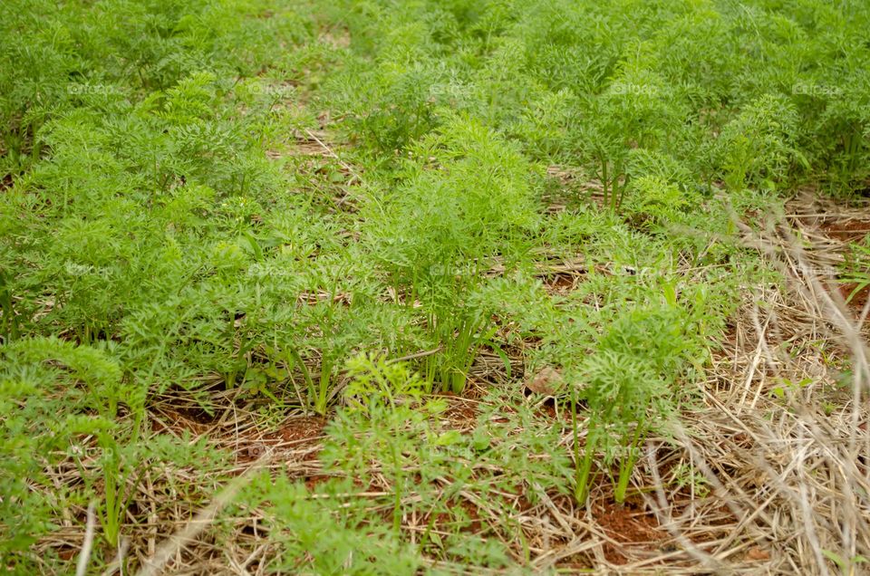 Carrot Garden