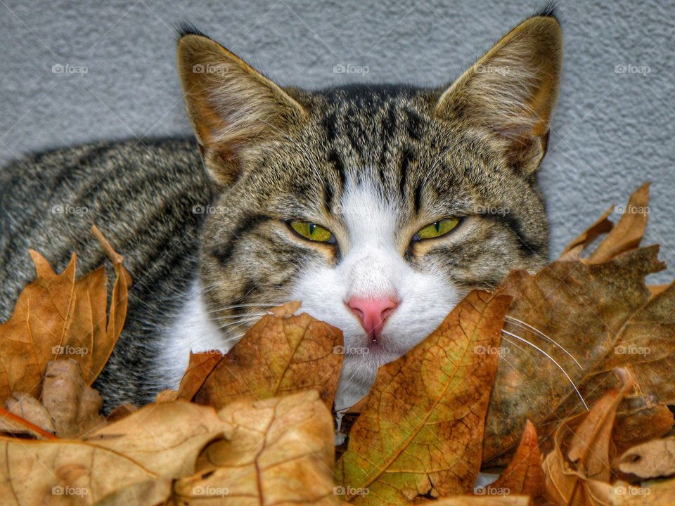 Close-up of a cat with dry autumn leaves