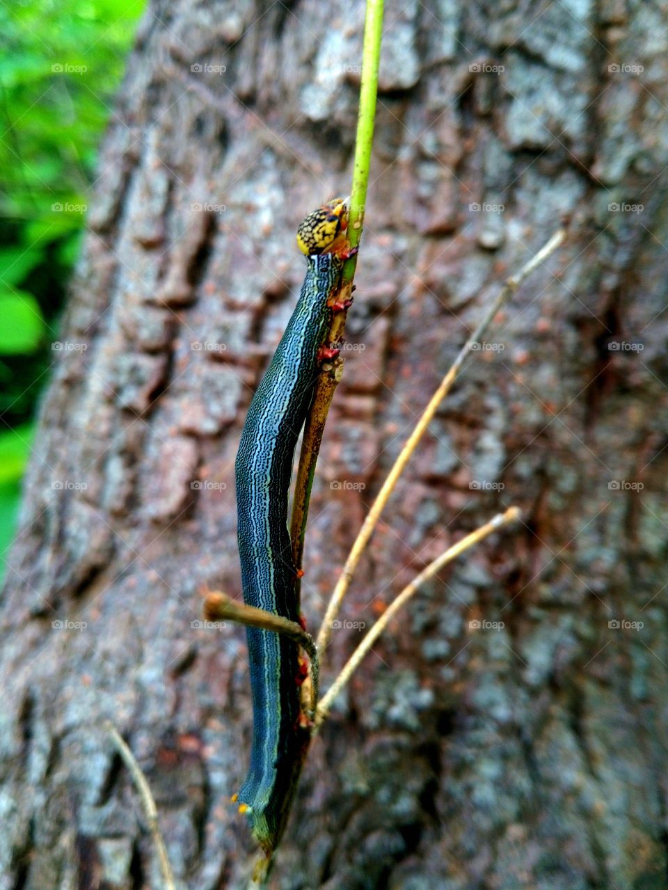 jungle small animals