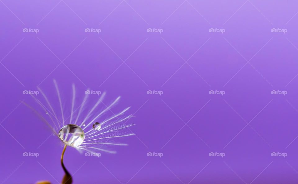 Dandelion in front of a purple background