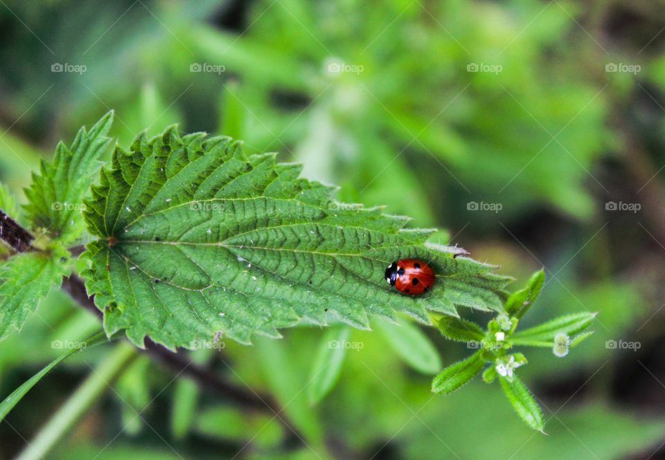Ladybug