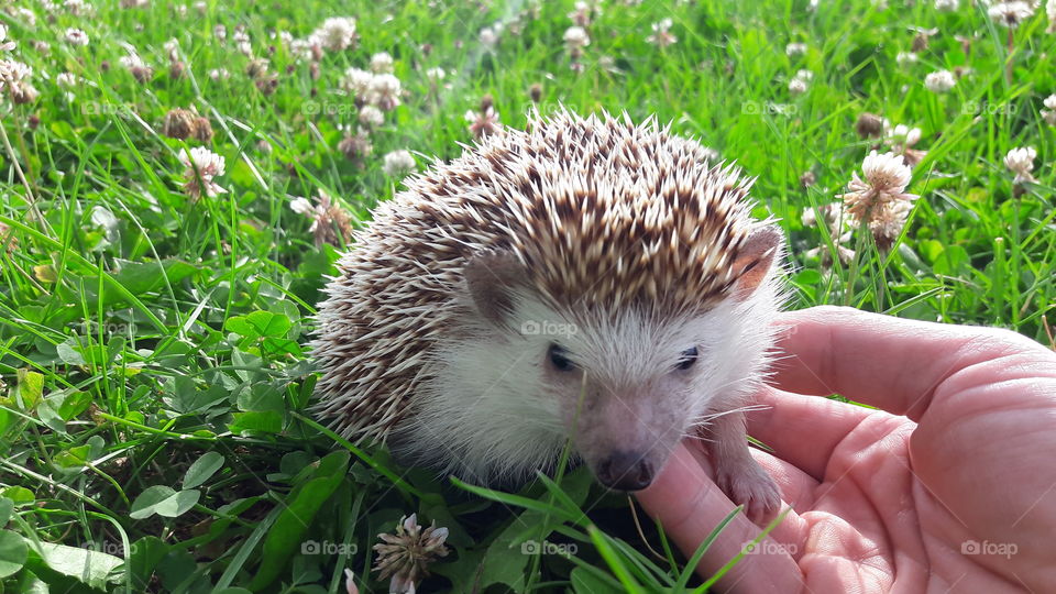 Nature, Grass, No Person, Mammal, Outdoors