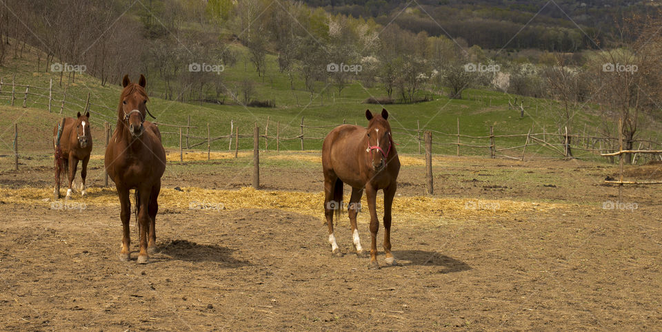 horses