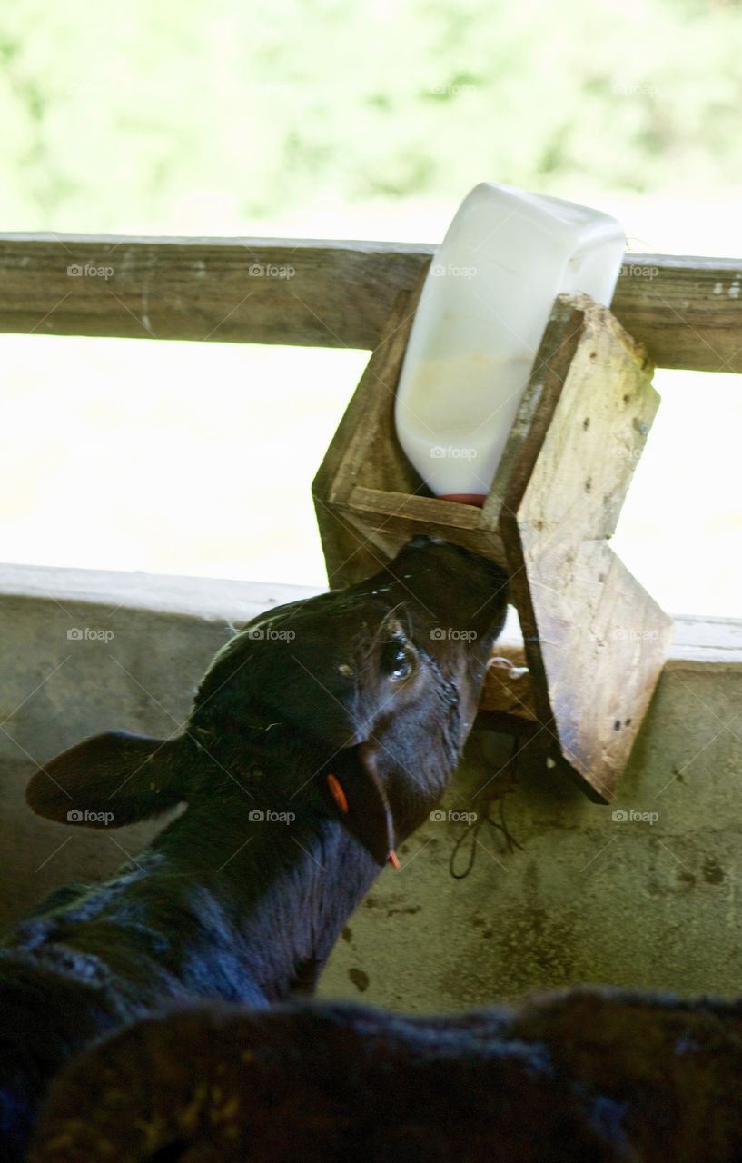 A little calf drinking from a bottle in an open cattle barn