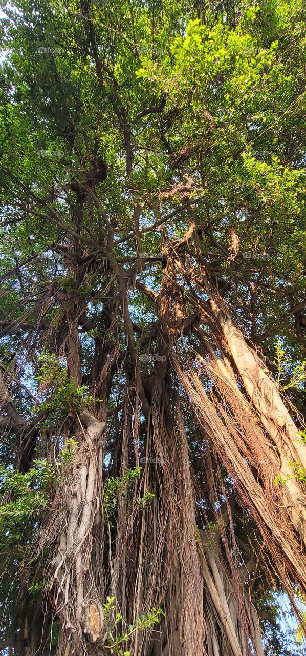 Aerial roots of marabutan tree