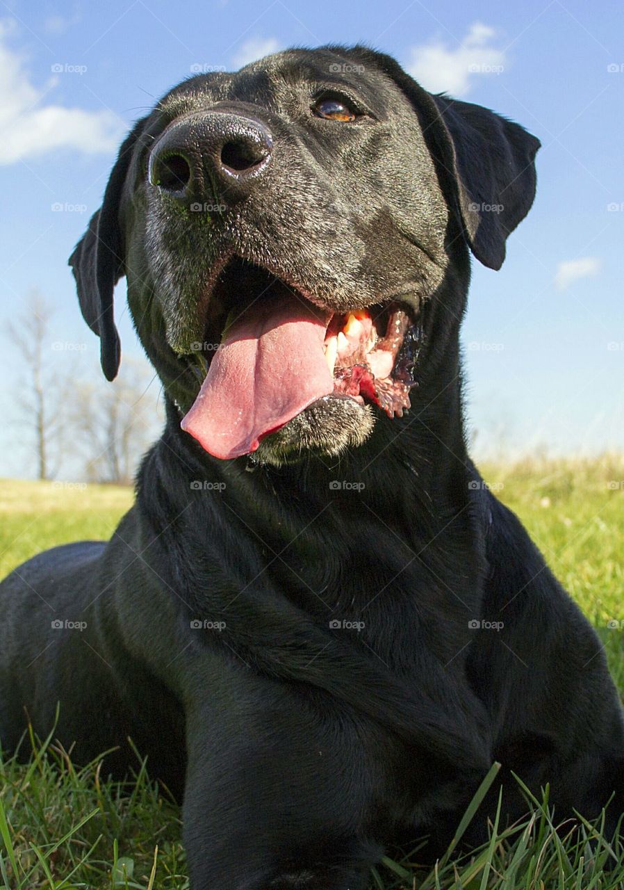 Black Labrador