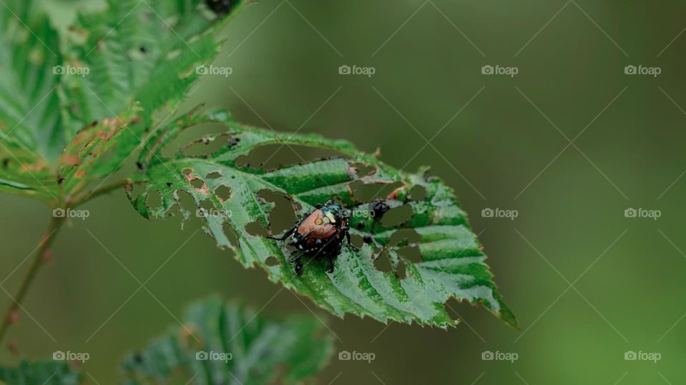 green bug on green leaf