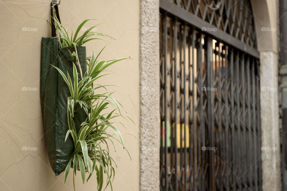A beautiful view of the city walls decorated with green plants and flowers.  Italy May 2023.