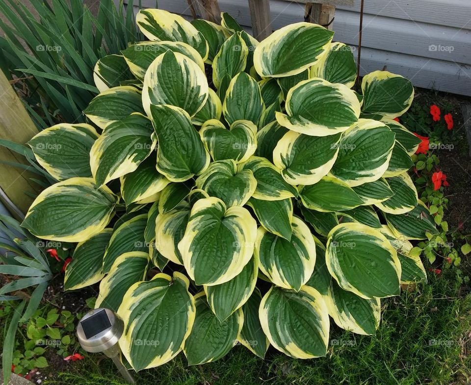 Happy Camper Hosta