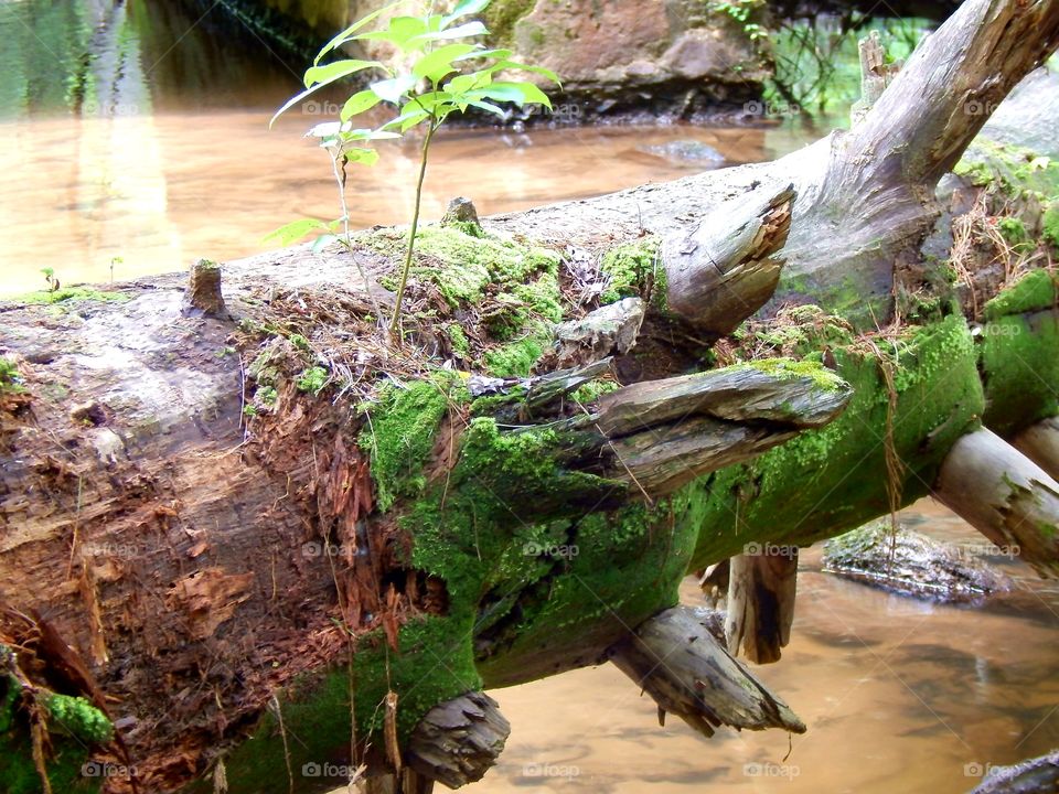 moss covered log stretching over a Georgia mountain stream