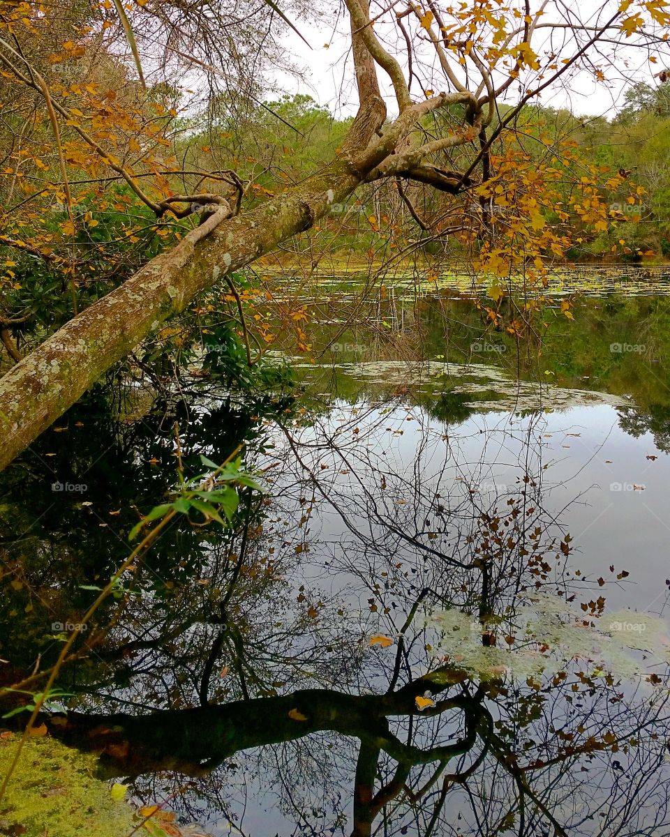 Autumn Water Reflection