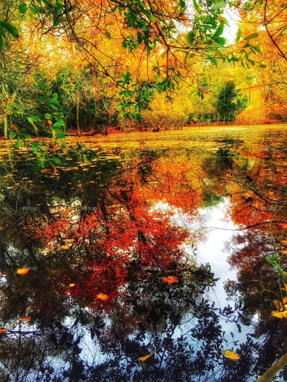 Autumn trees reflecting in river