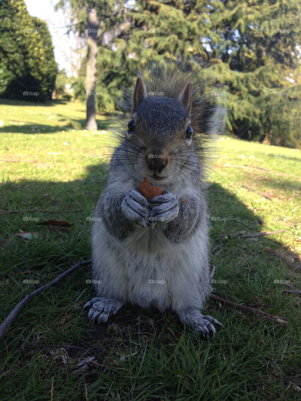 Squirrel eating nuts