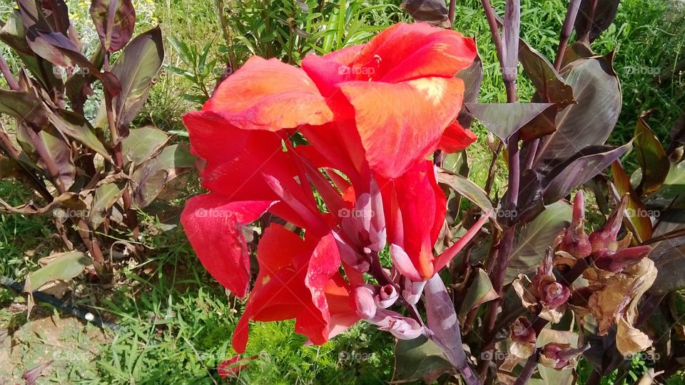 Canna lily red
