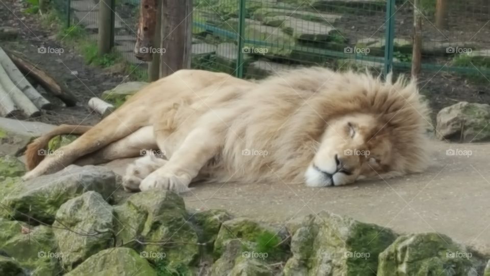 Beautiful Beige Lion