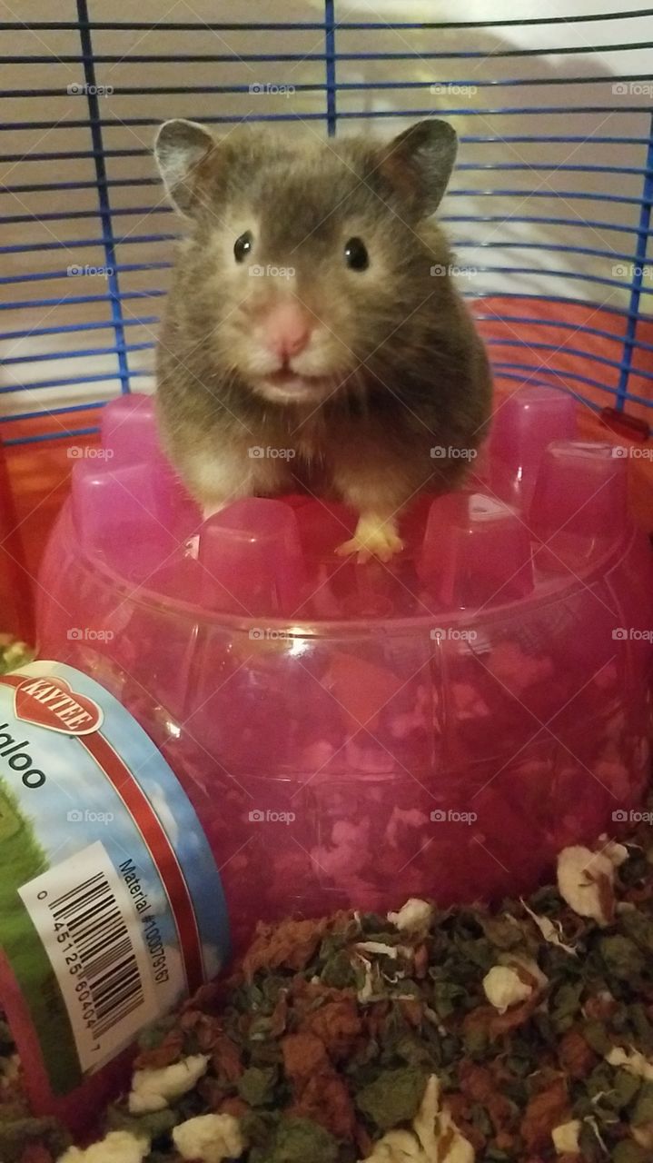 Adorable hamster