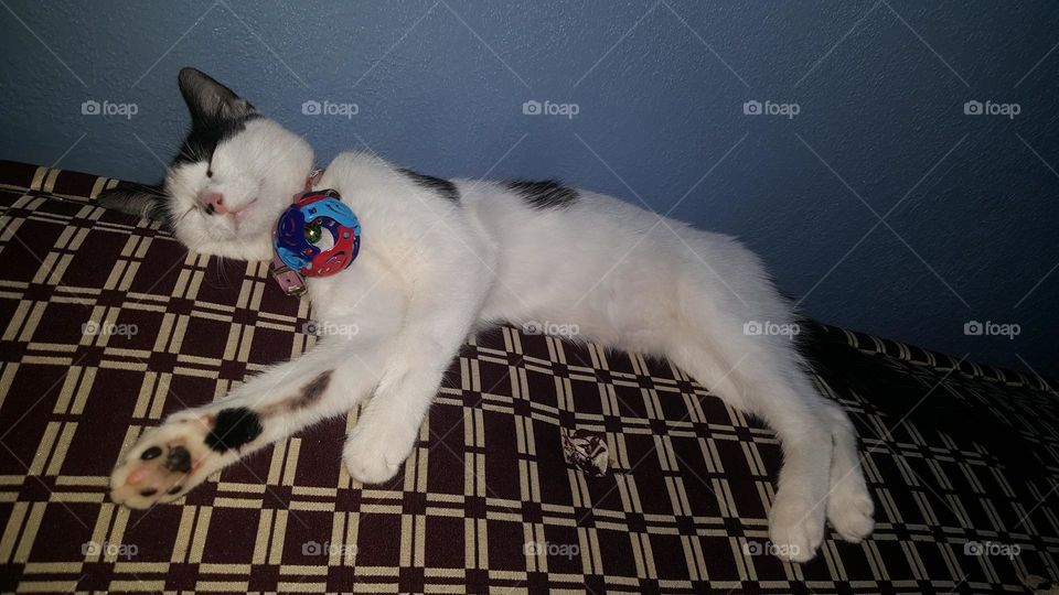 Beautiful picture of a sleeping white cat