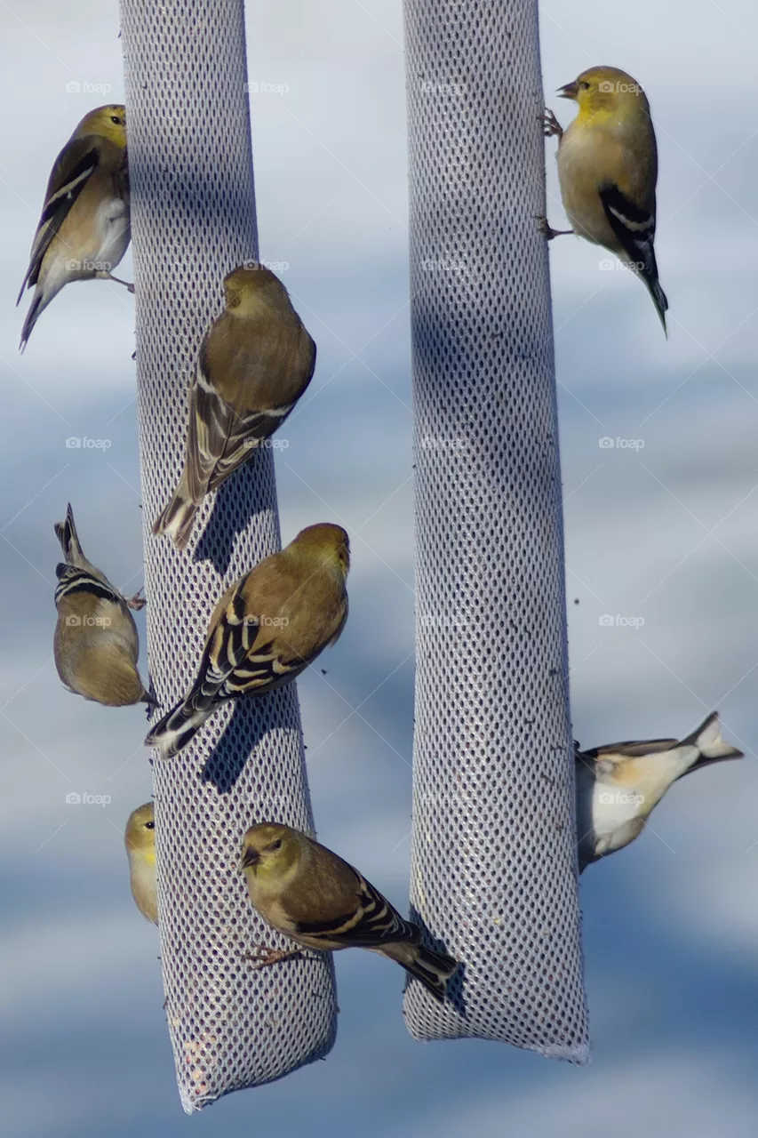 birds