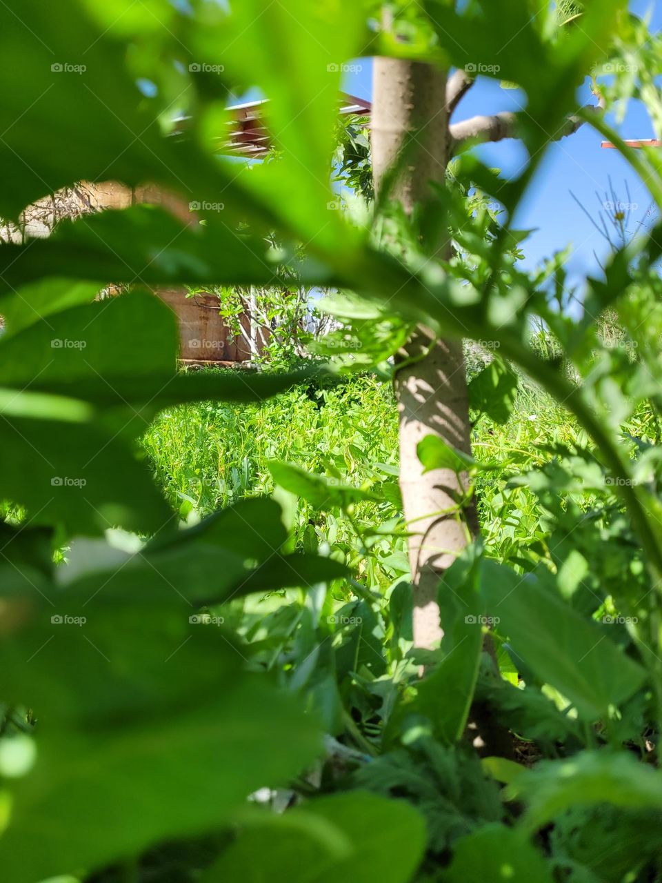 Hermosos árboles en la granja en Yemen