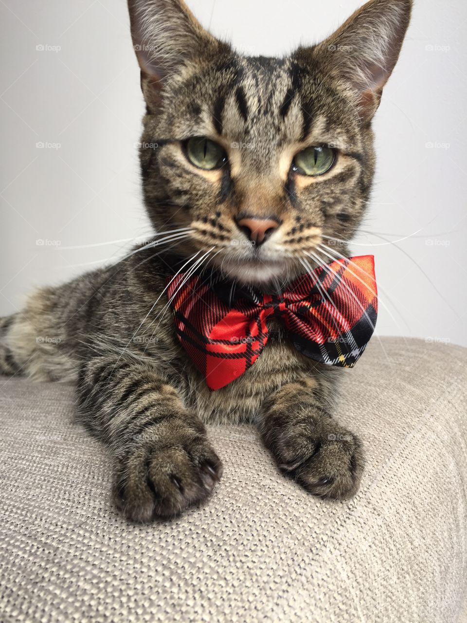 Chilling looking dapper 