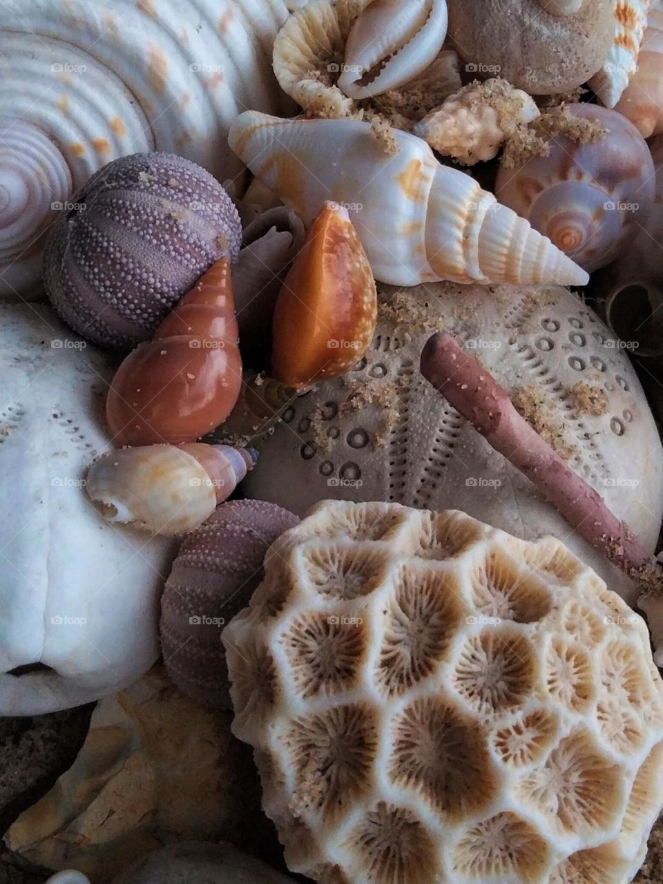 Beautiful Shells