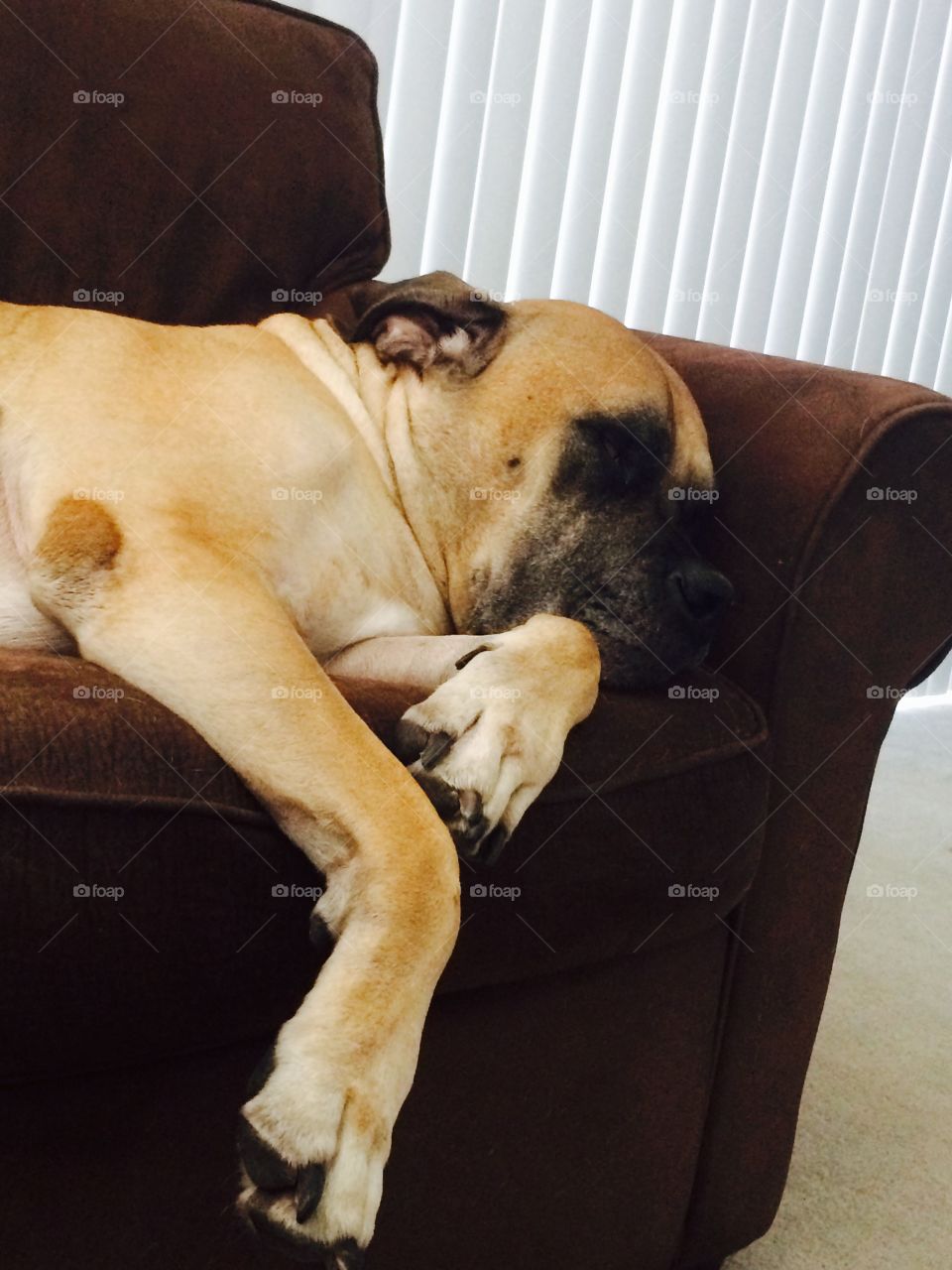 Big Dog, Little Sofa