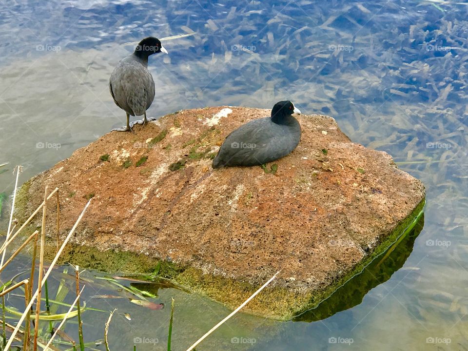 Bird life around the lake