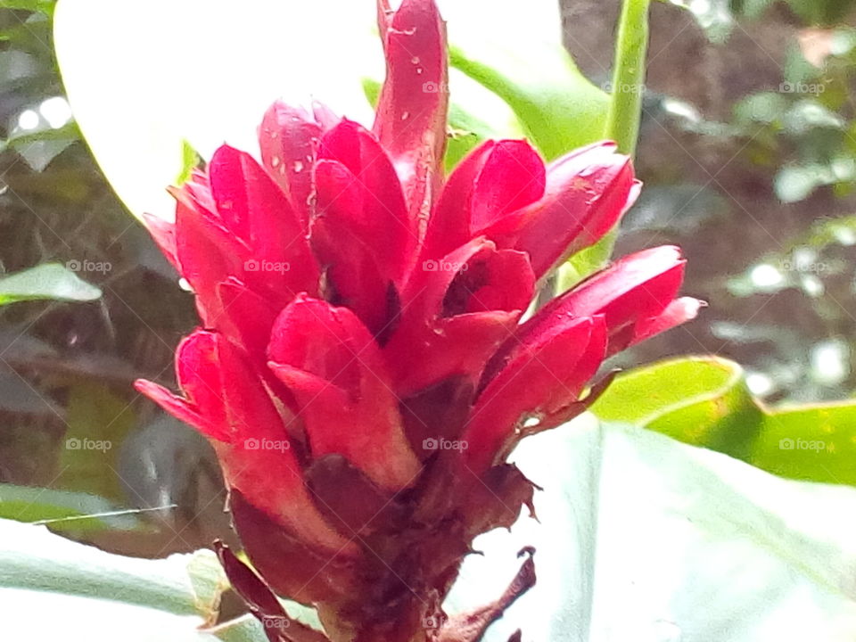 Flower